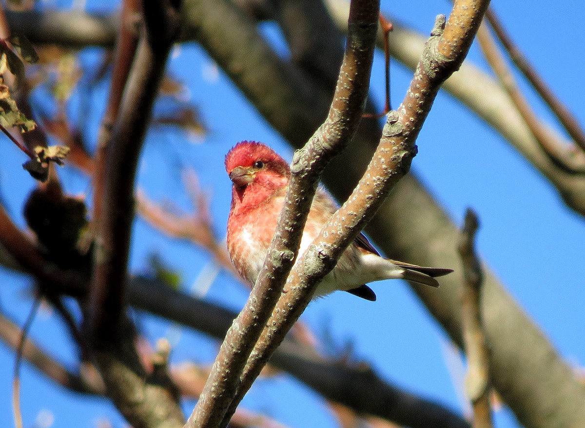 Purple Finch - ML121280201