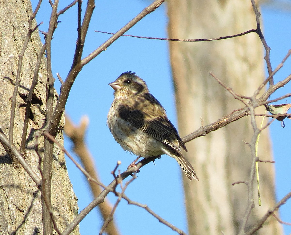Purple Finch - ML121280211