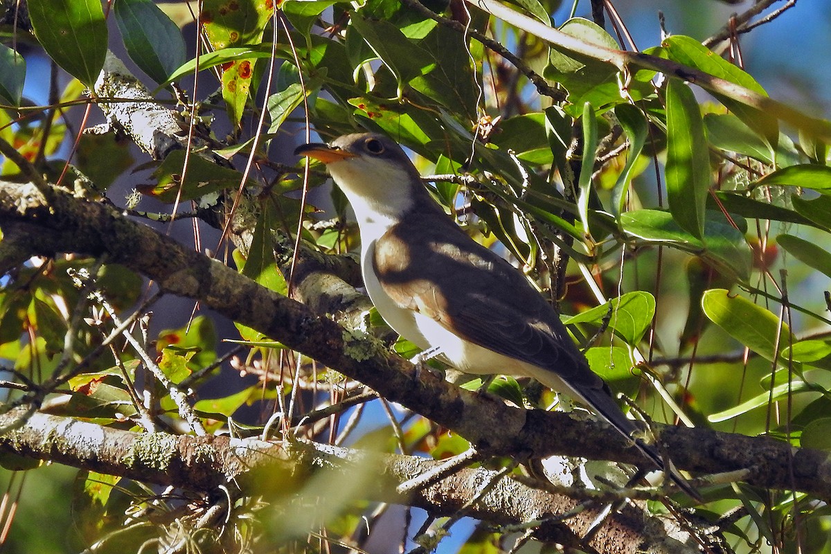 Yellow-billed Cuckoo - ML121281751