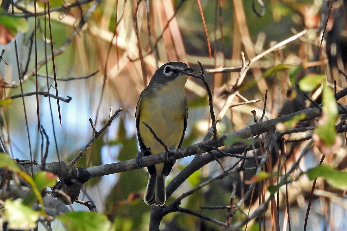 Blue-headed Vireo - ML121281781