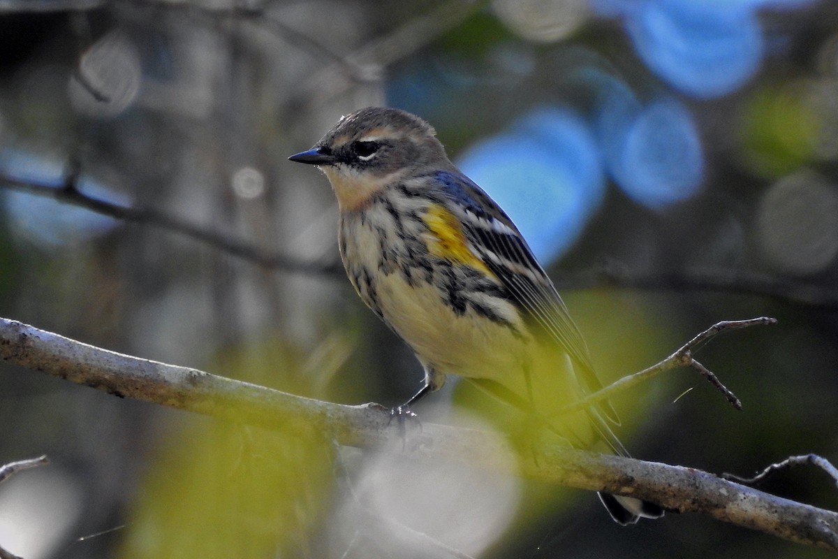 Yellow-rumped Warbler - ML121281831