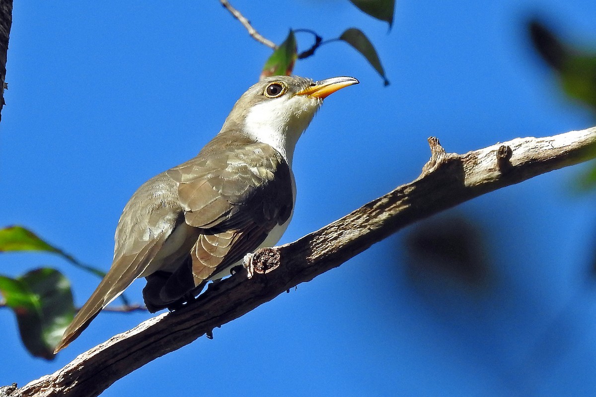 Yellow-billed Cuckoo - ML121282101