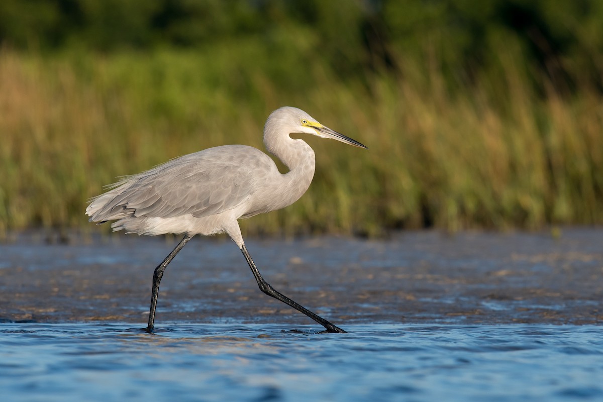 Great Egret x Great Blue Heron (hybrid) - Melissa James
