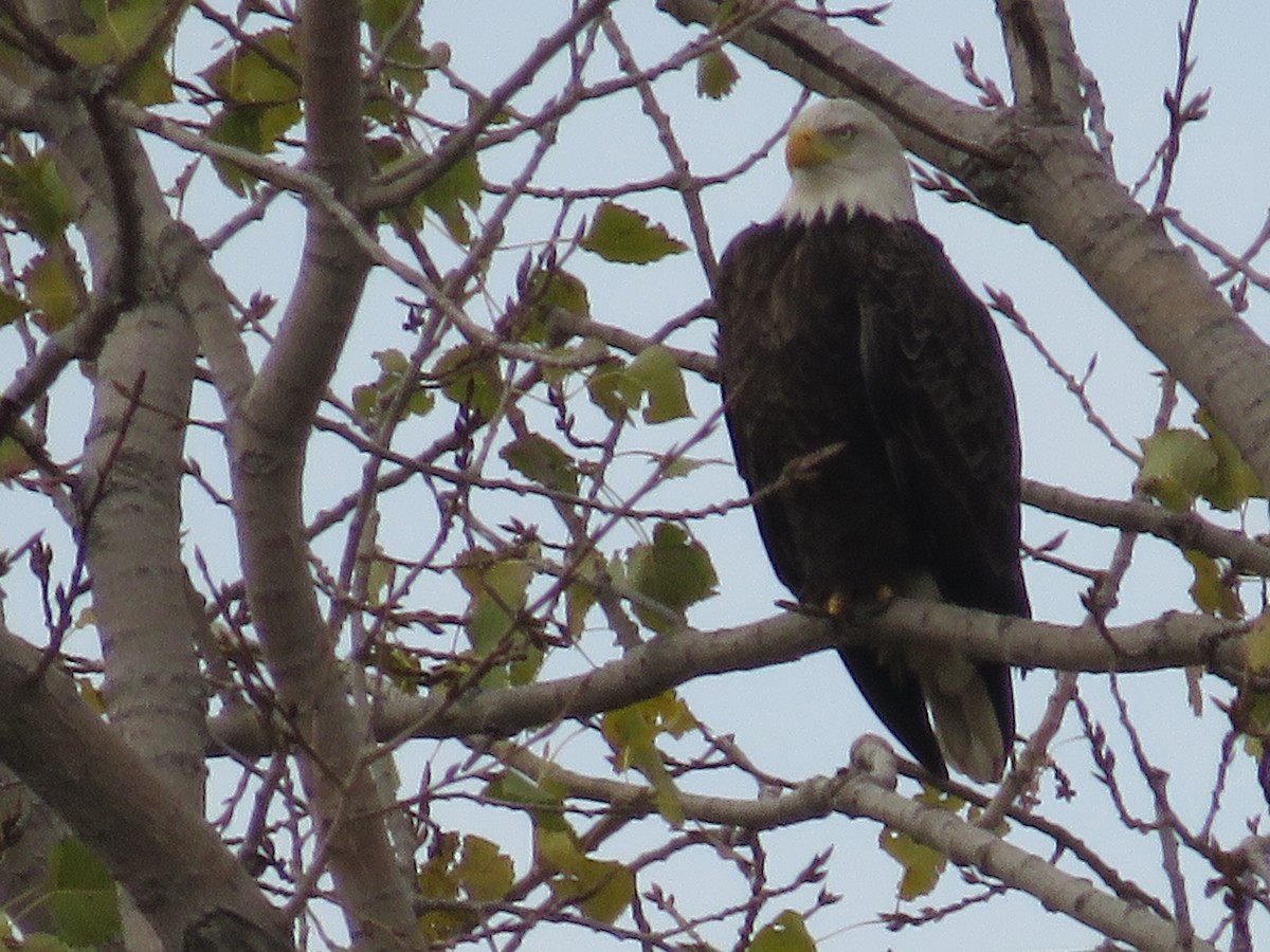 Bald Eagle - ML121286901