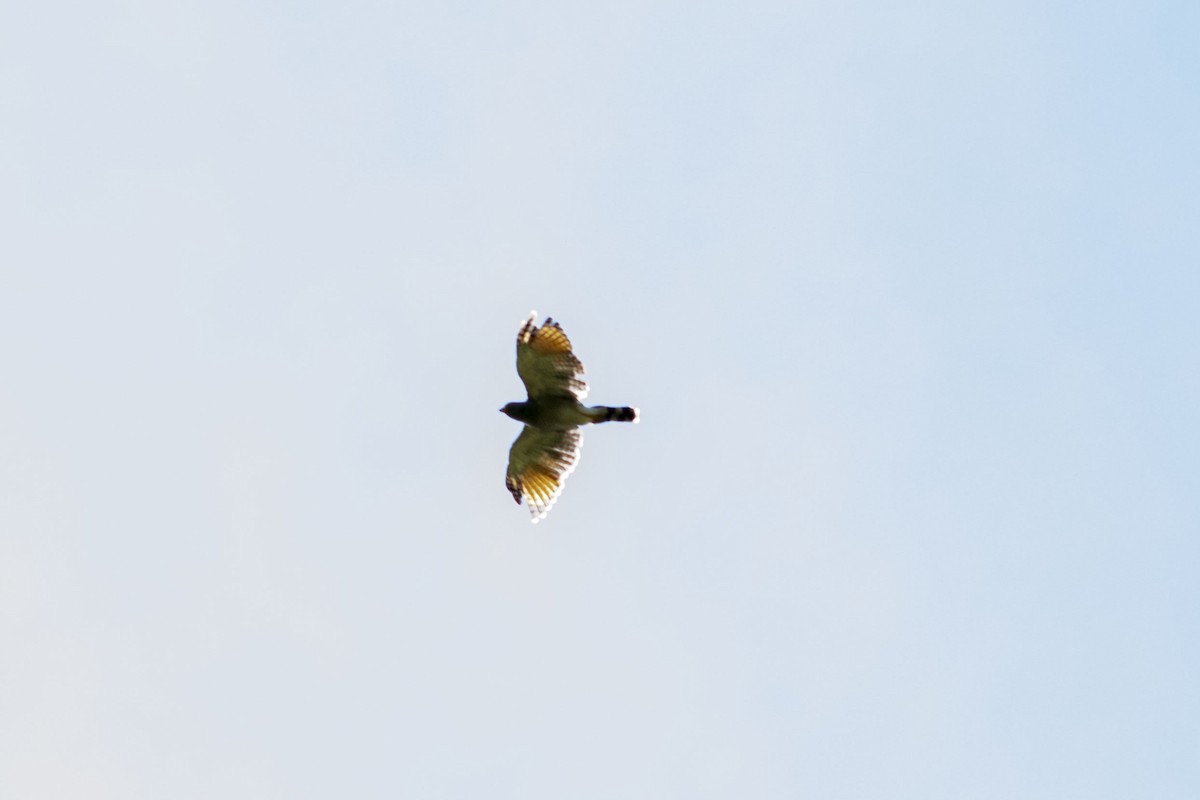 Roadside Hawk - Wilson Ortega