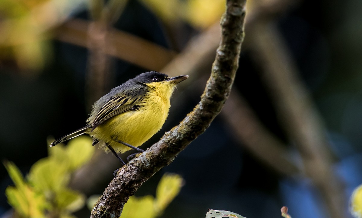 Common Tody-Flycatcher - ML121287741