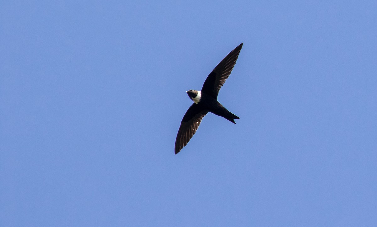 White-collared Swift - ML121287821