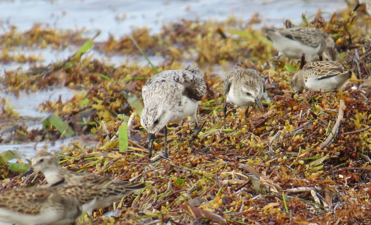 Bécasseau sanderling - ML121289081