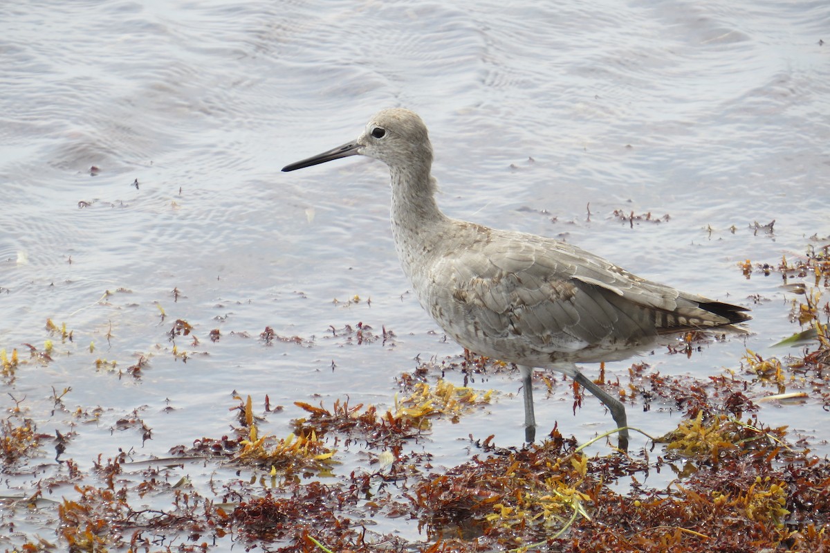 Willet (Western) - ML121290381