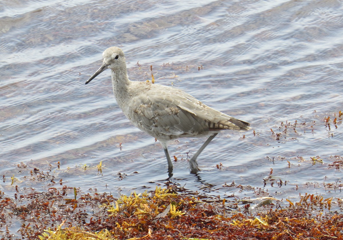 Willet (Western) - ML121290541