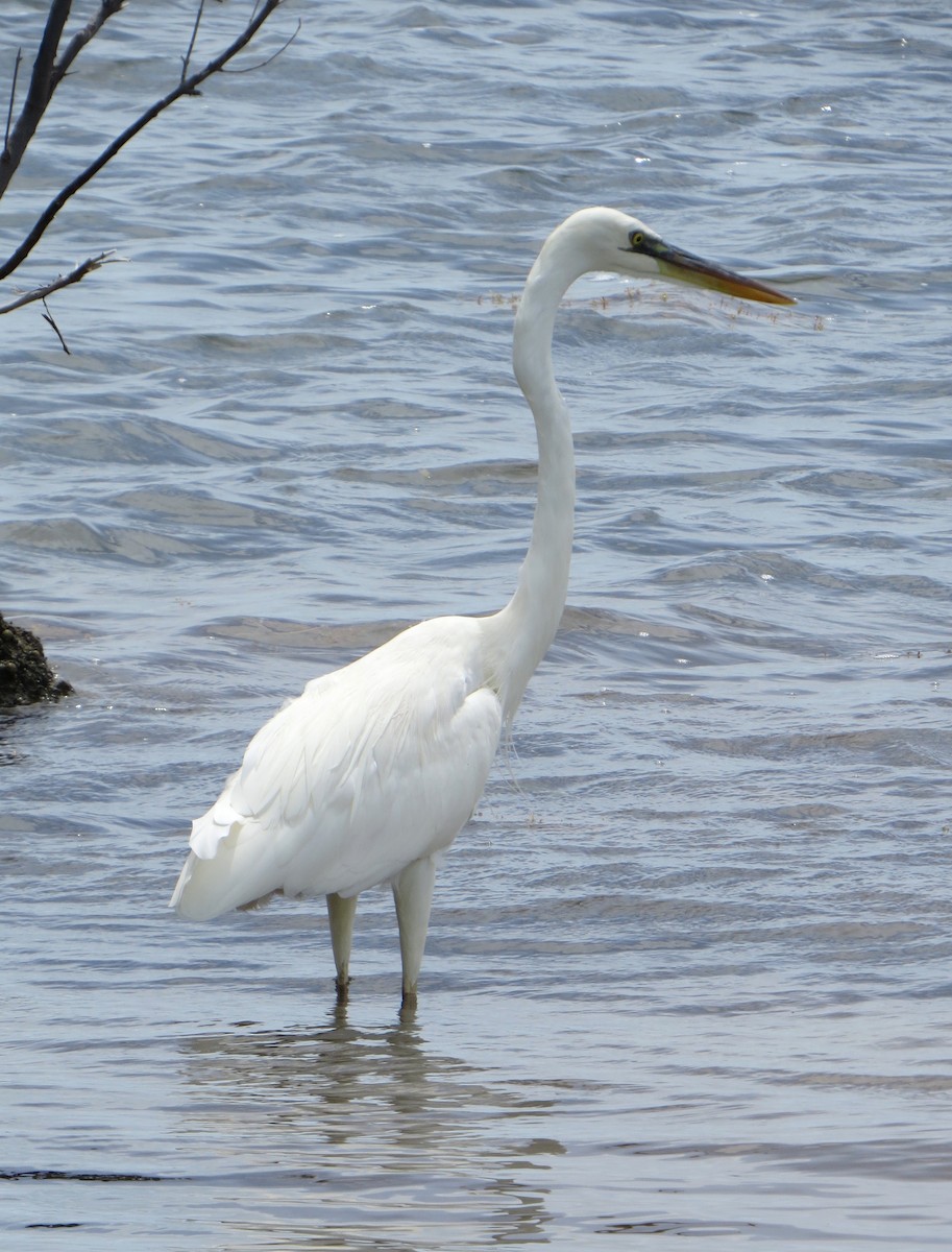 Garza Azulada (occidentalis) - ML121290551