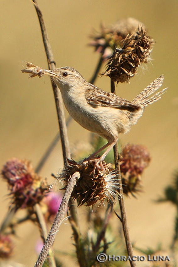 Grass Wren - Horacio Luna