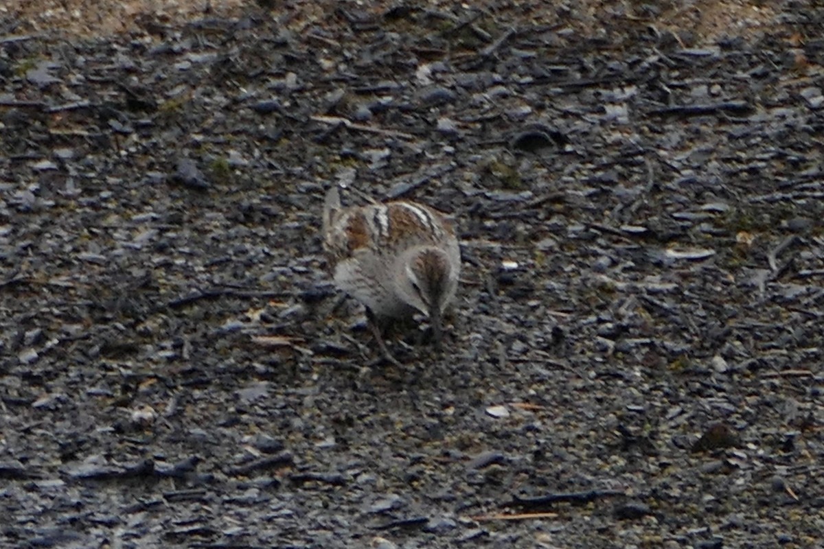 White-rumped Sandpiper - ML121290661