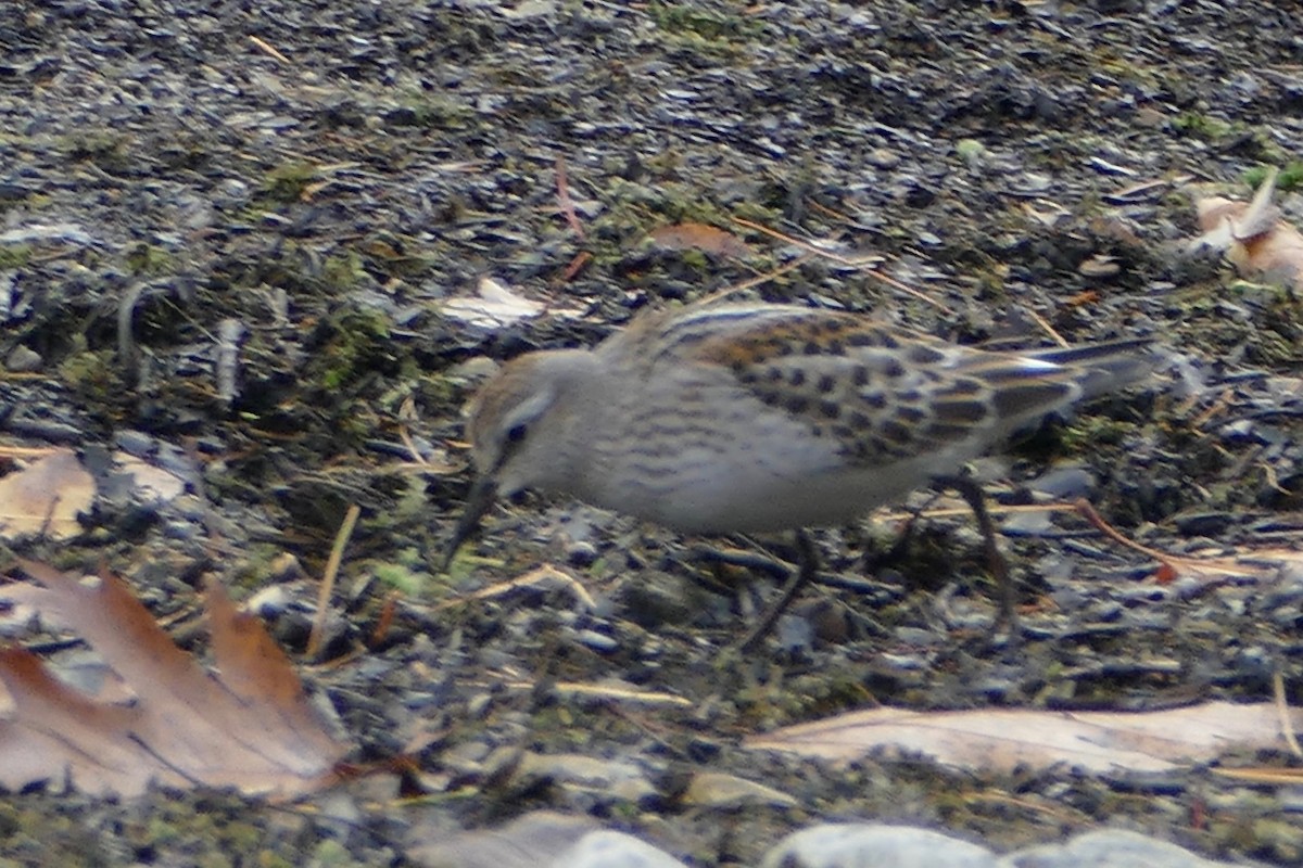 White-rumped Sandpiper - ML121290671