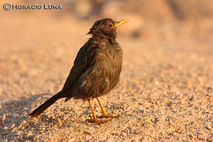 Chiguanco Thrush - Horacio Luna