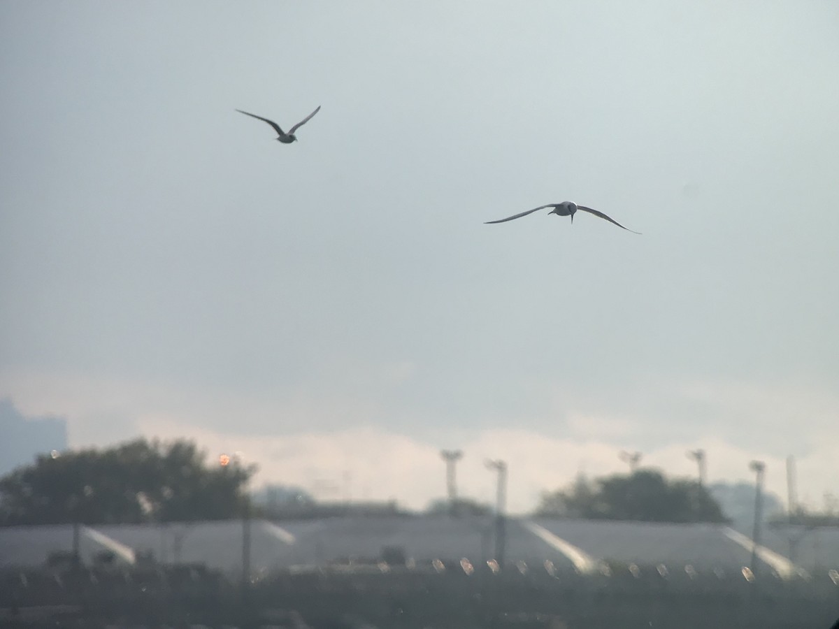 Forster's Tern - ML121291981