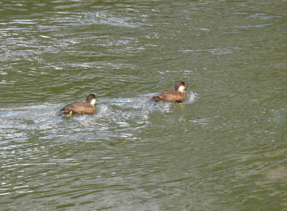 Common Scoter - ML121294161