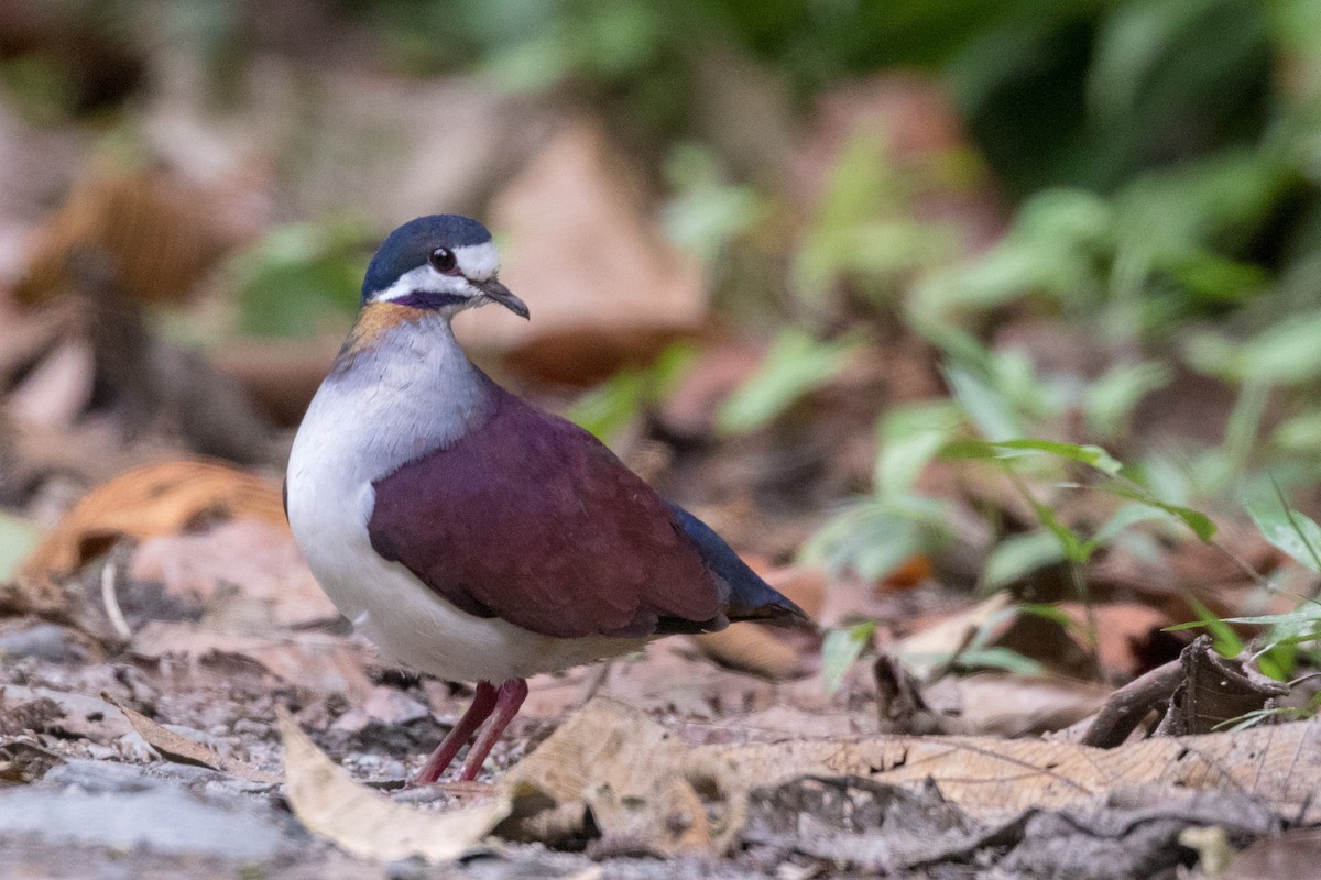 Purple Quail-Dove - ML121294921