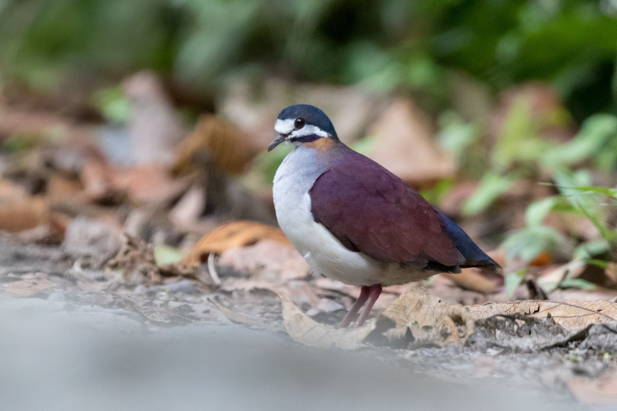 Purple Quail-Dove - ML121294931