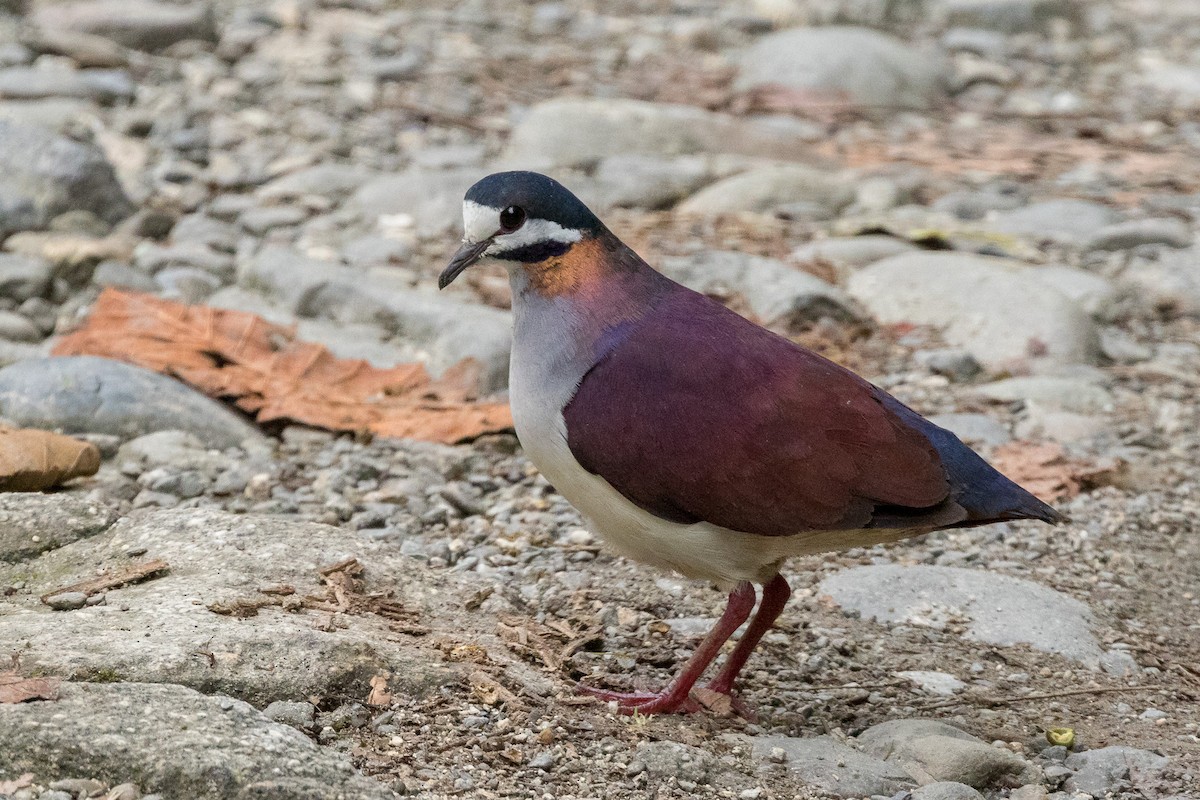 Purple Quail-Dove - ML121294941