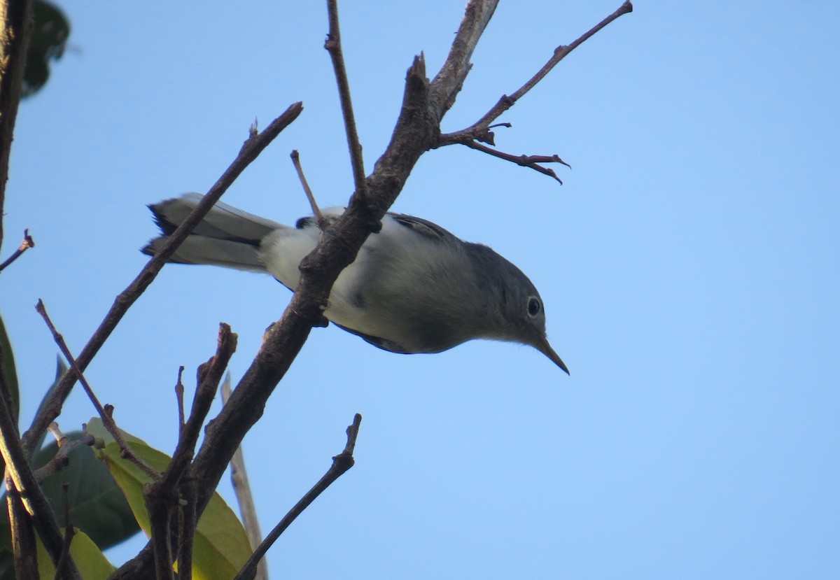 Blue-gray Gnatcatcher - ML121295571