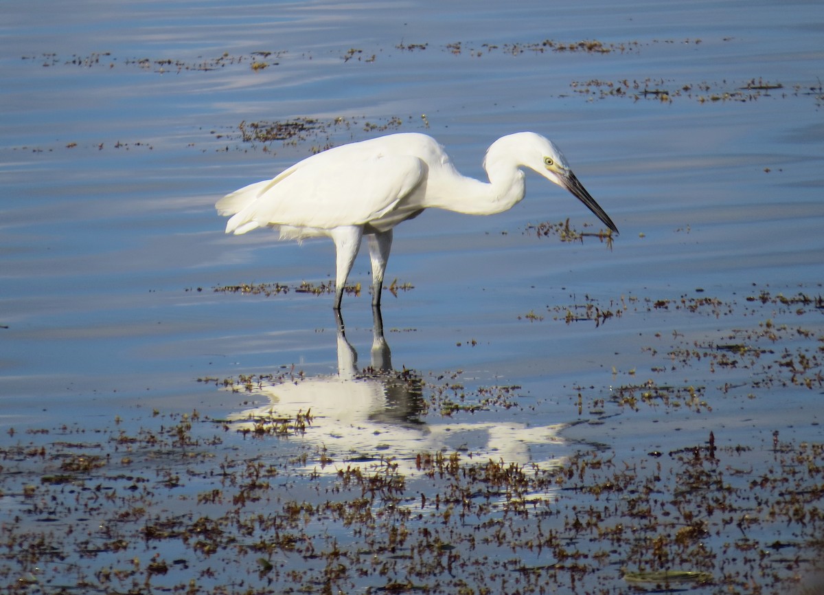 Aigrette roussâtre - ML121295821