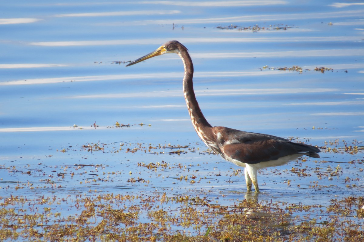 Tricolored Heron - ML121295961