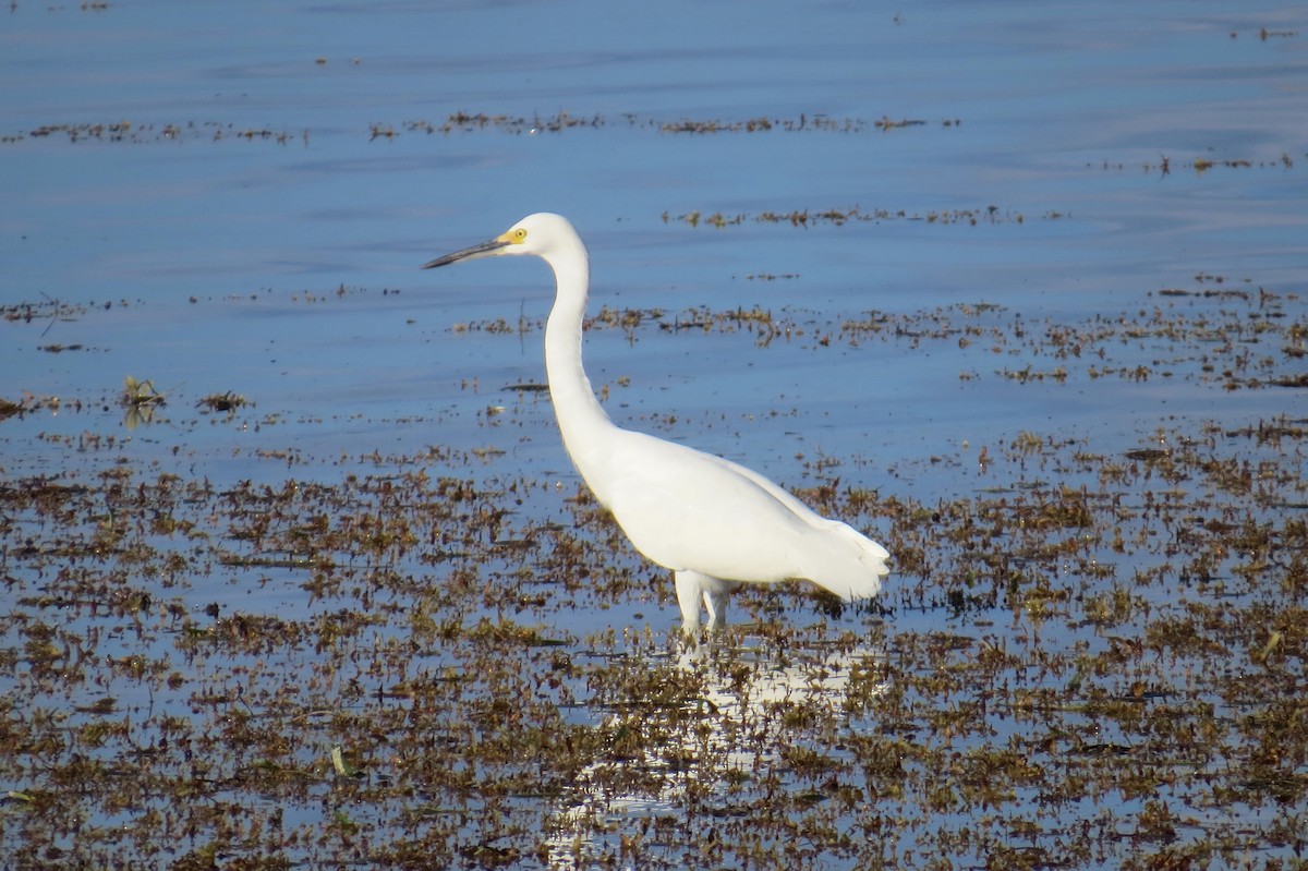 Aigrette neigeuse - ML121296001