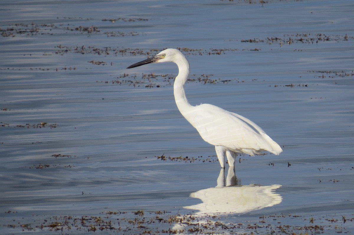 Aigrette roussâtre - ML121296021