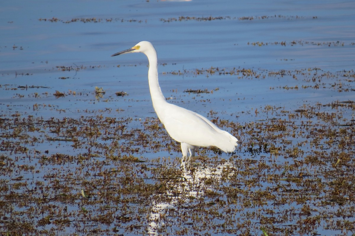 Aigrette neigeuse - ML121296041