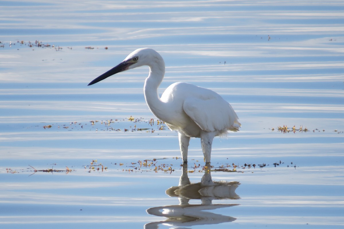 Reddish Egret - ML121296091