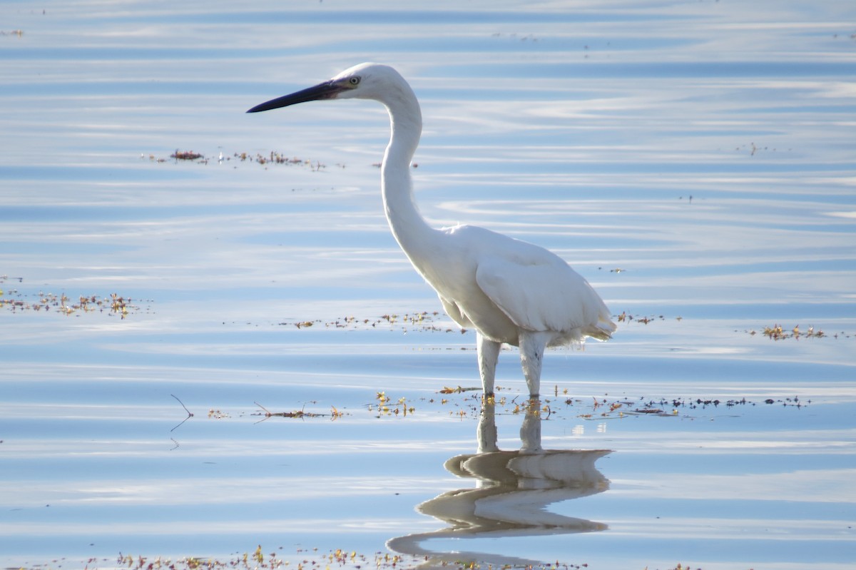 Aigrette roussâtre - ML121296101