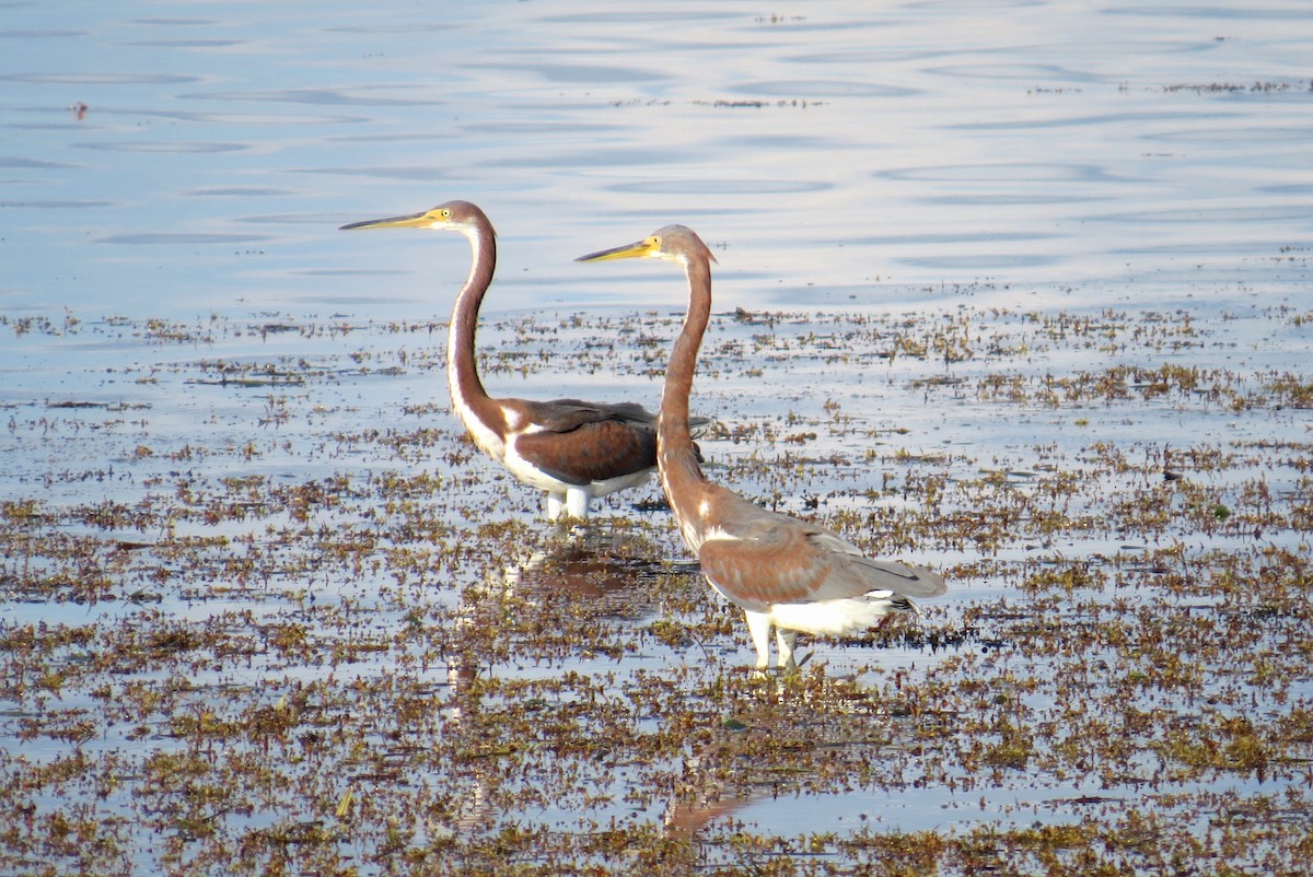 Tricolored Heron - ML121296111