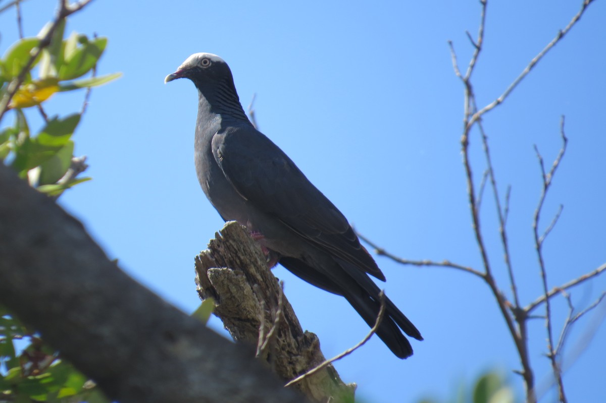 Pigeon à couronne blanche - ML121296251