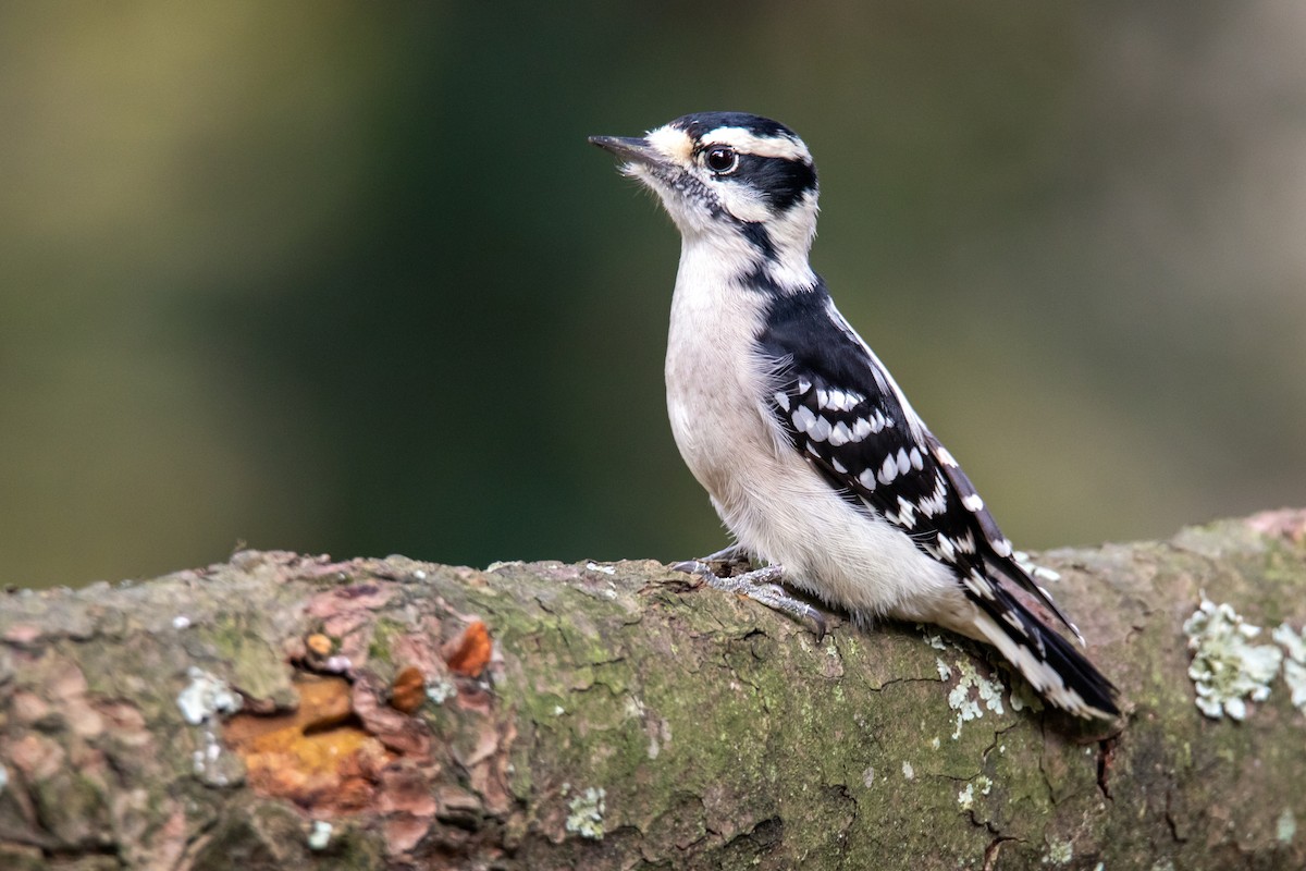 Downy Woodpecker - ML121297681