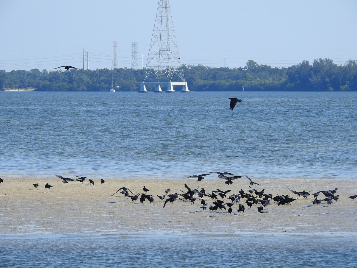 Fish Crow - ML121299161