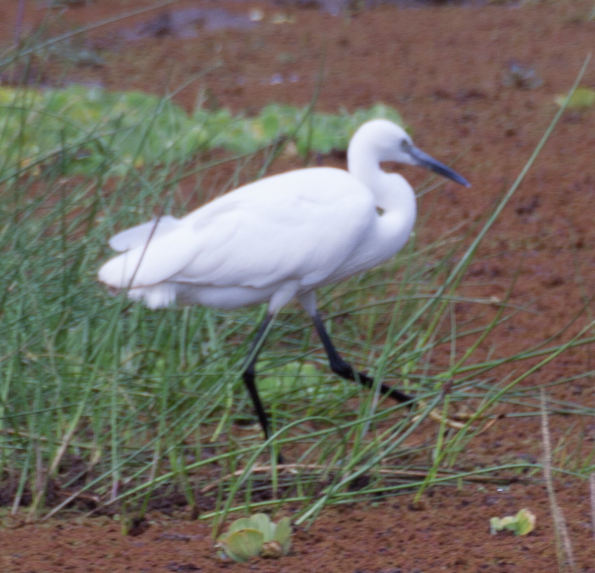 Little Egret - ML121299501