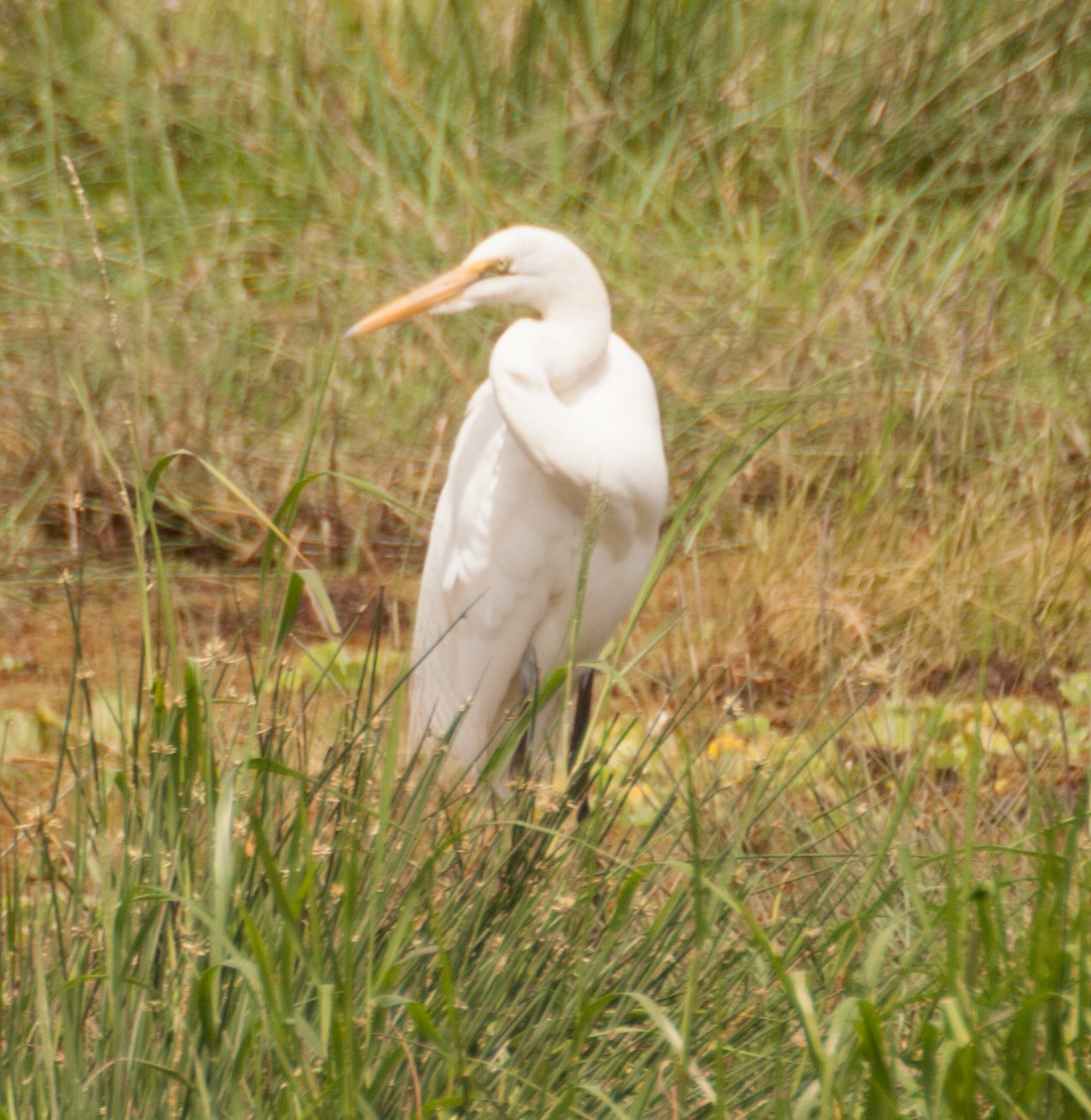 Great Egret - ML121300001