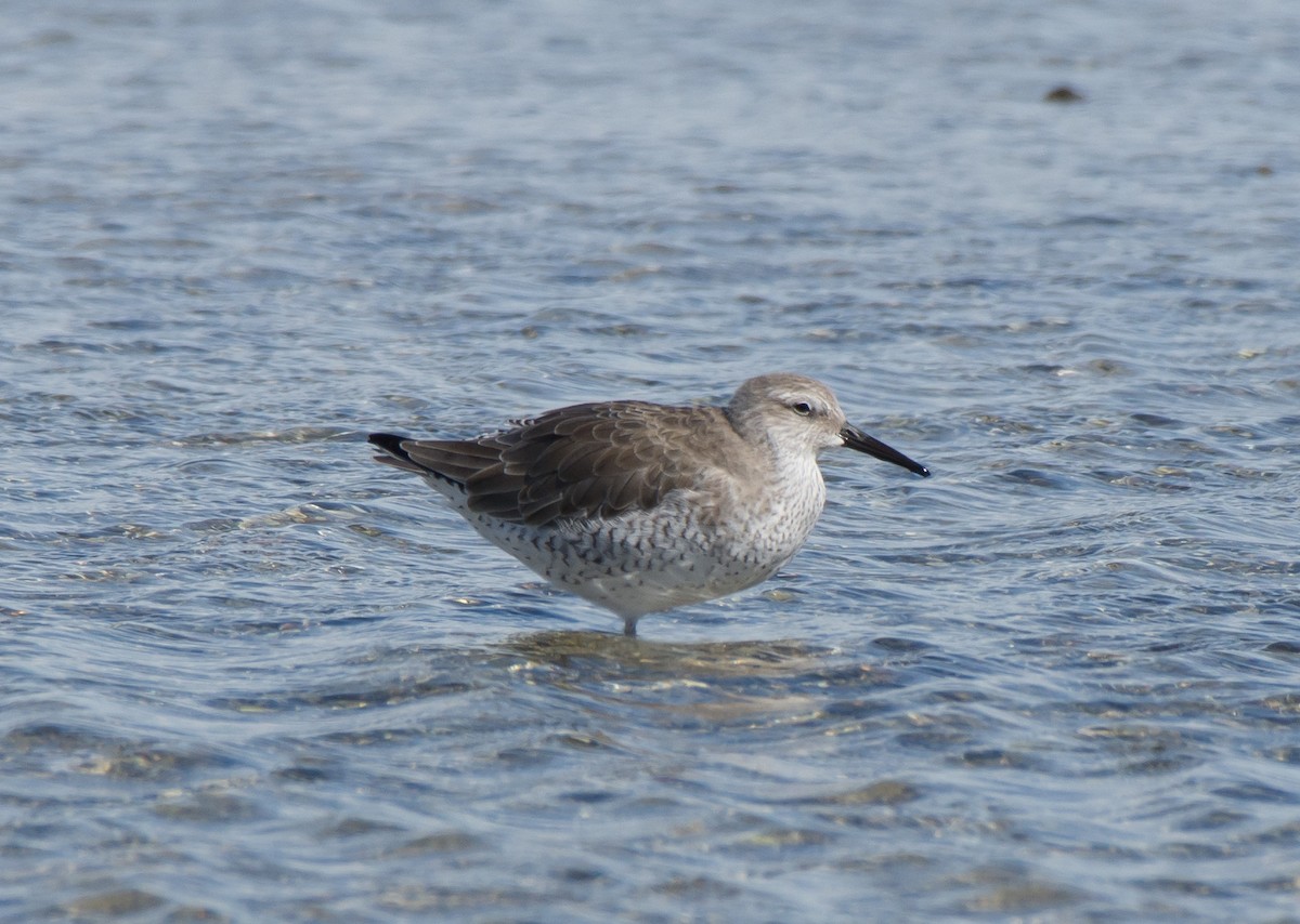 Red Knot - ML121300171