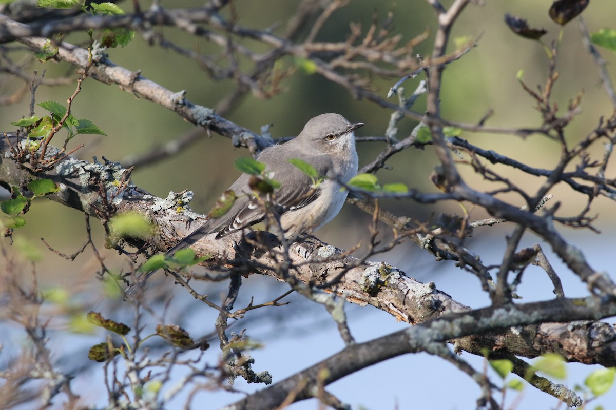 Northern Mockingbird - ML121301901