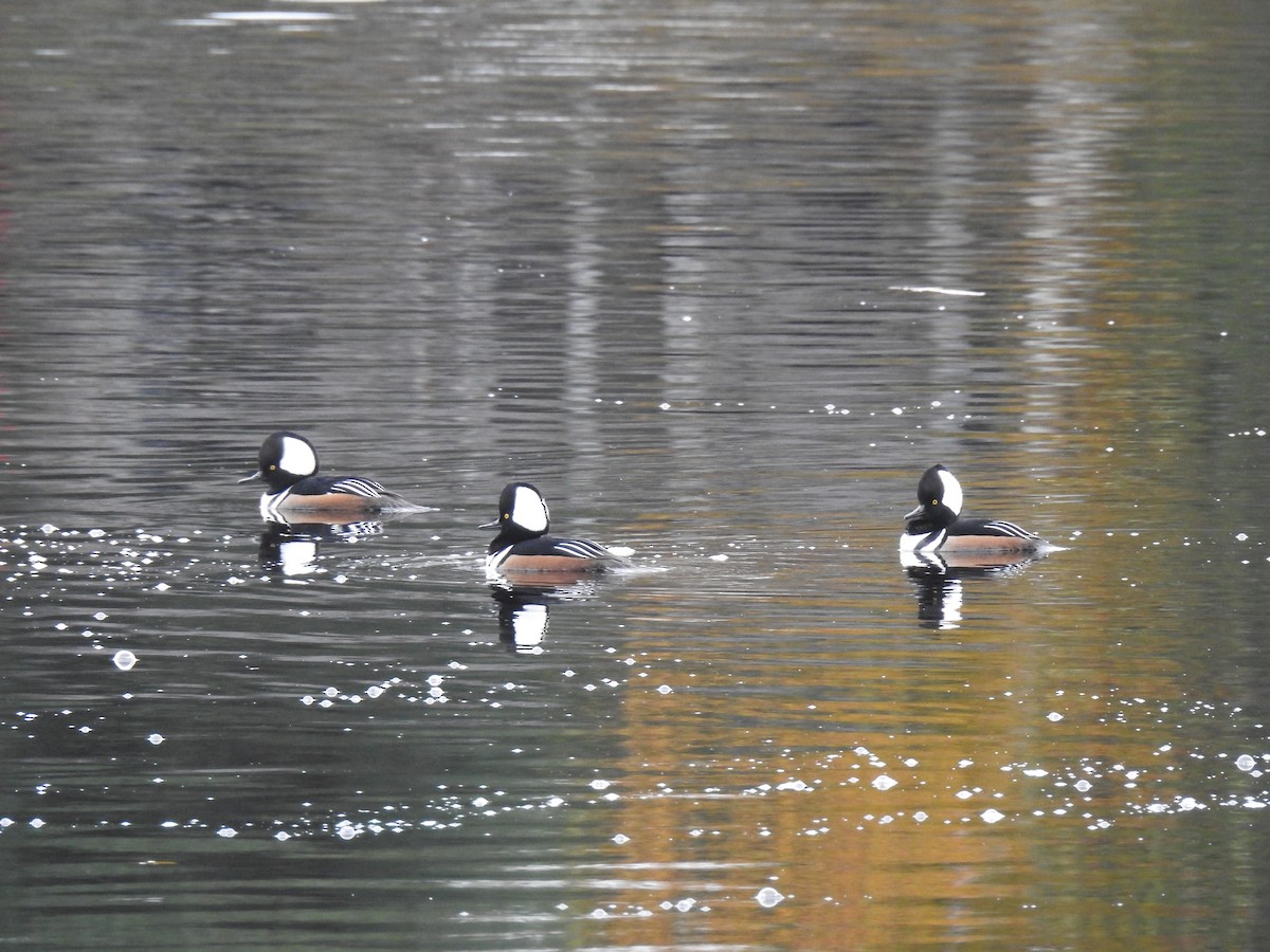 Hooded Merganser - ML121302181