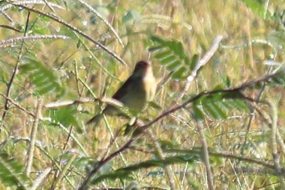 Dickcissel - ML121302701