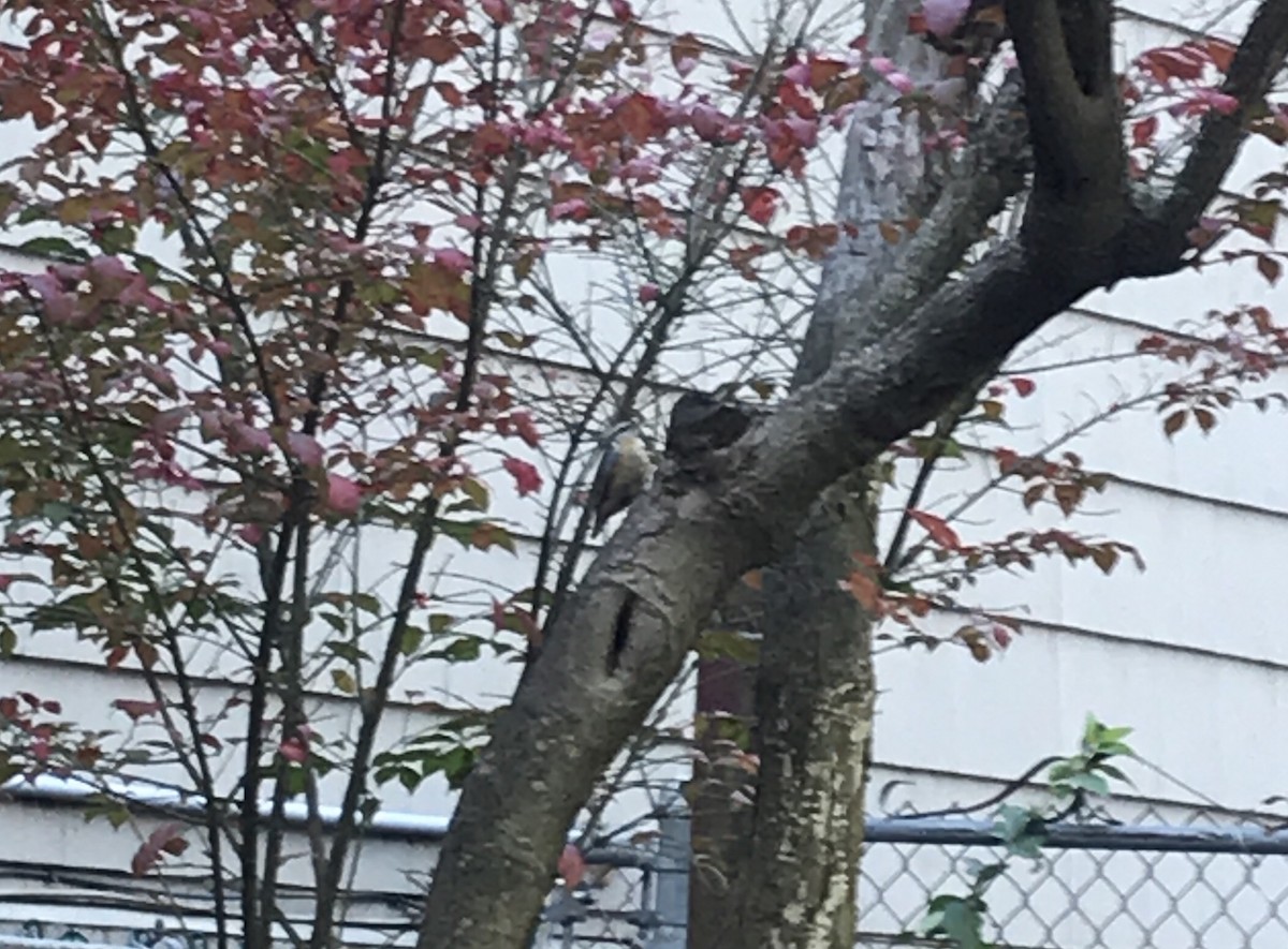 Red-breasted Nuthatch - ML121302721