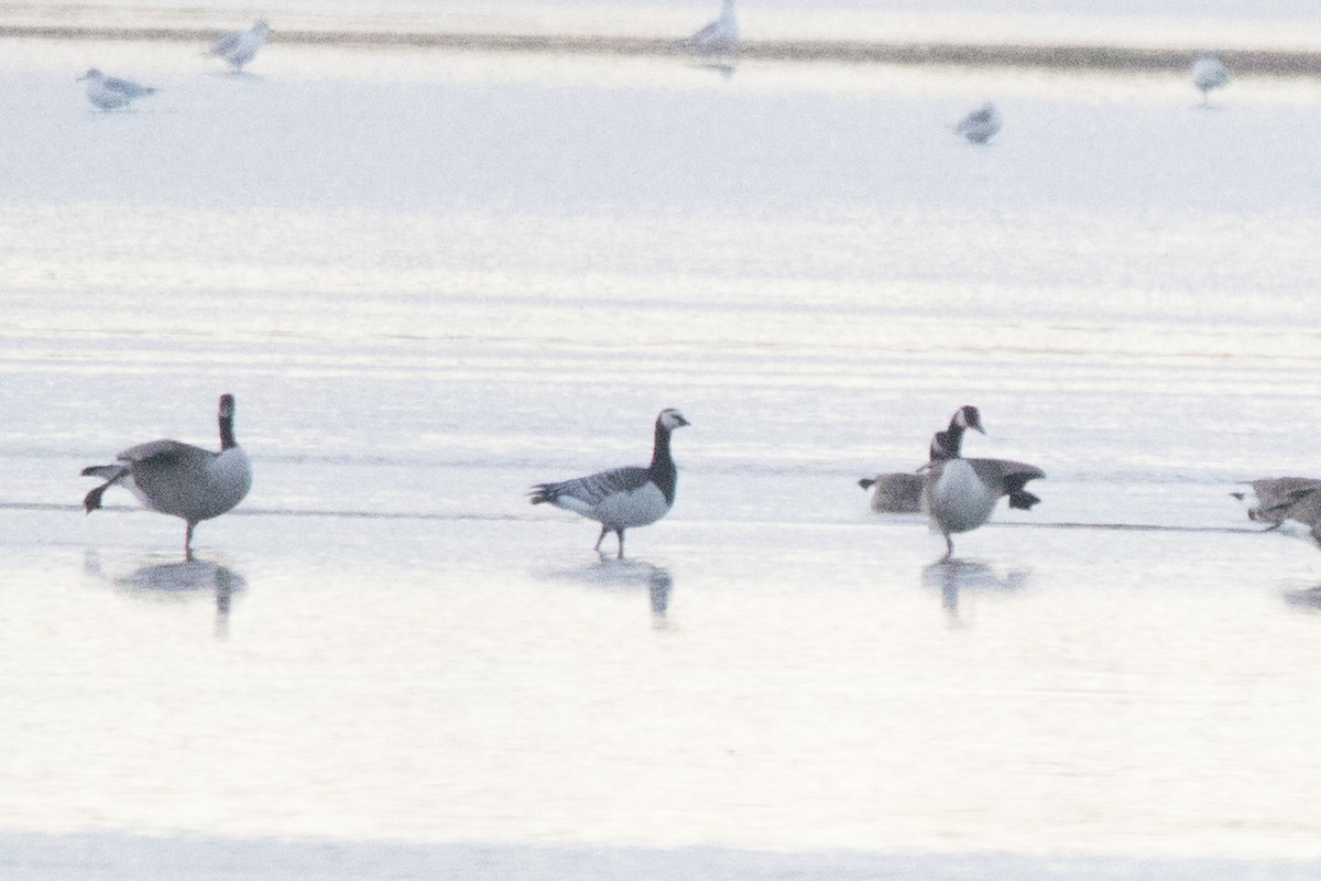 Barnacle Goose - ML121304561