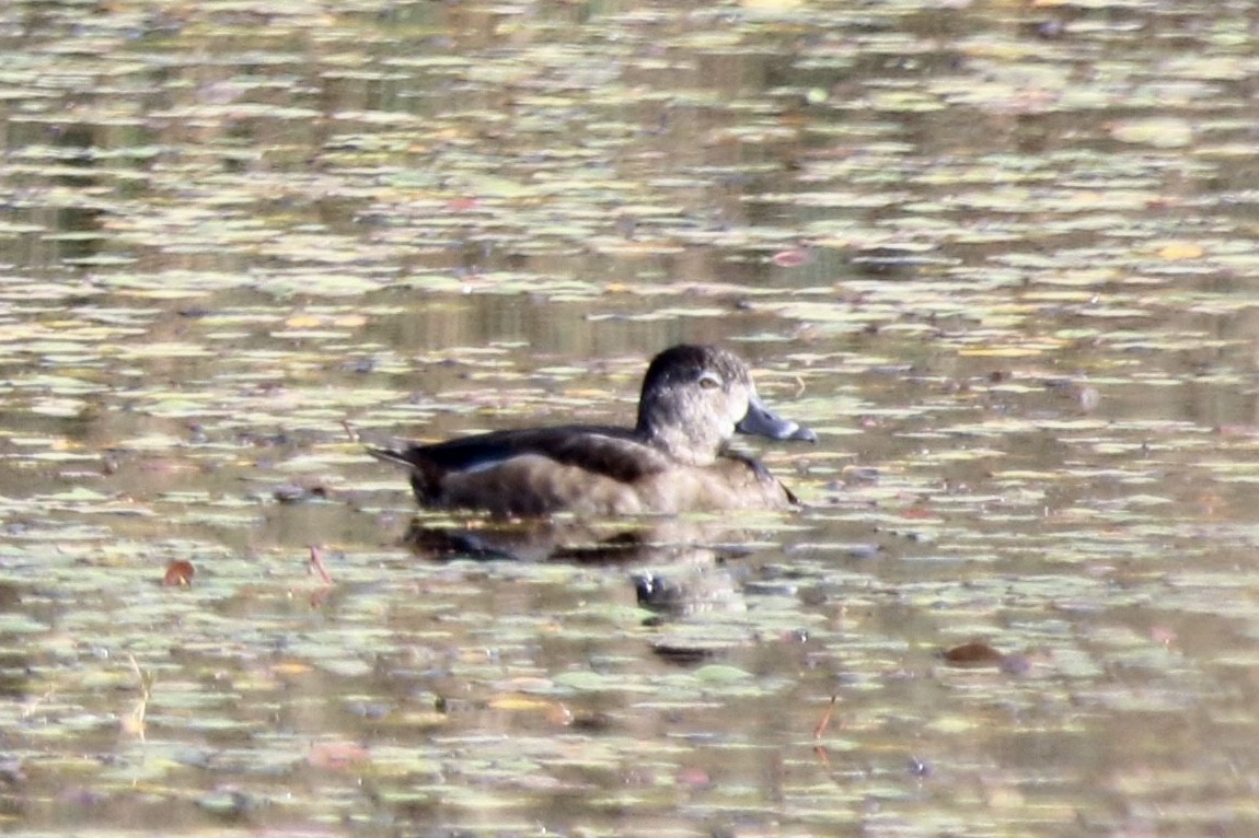 Ring-necked Duck - ML121304611