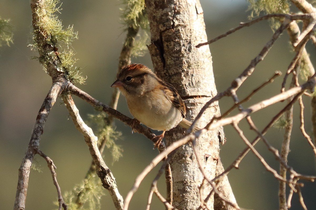 Chipping Sparrow - ML121305131