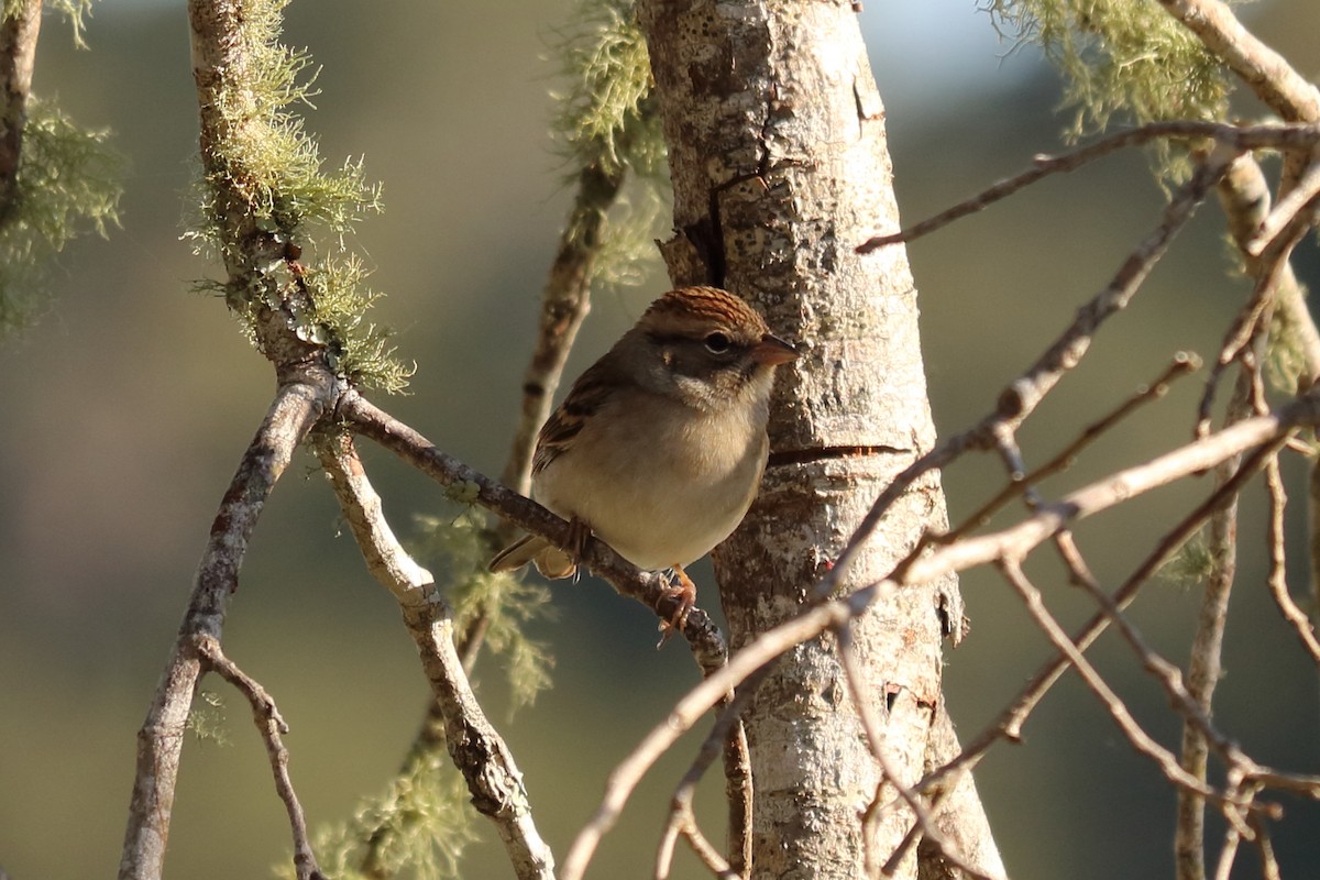 Chipping Sparrow - ML121305271