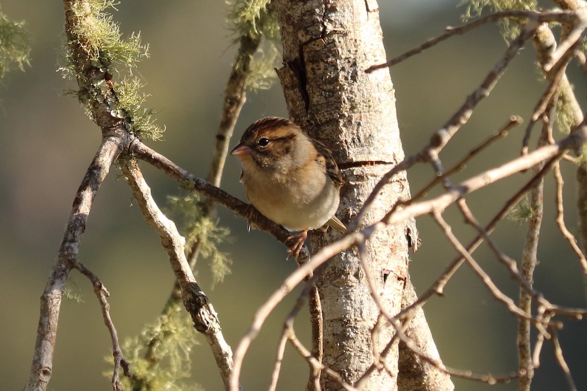 Chipping Sparrow - ML121305321