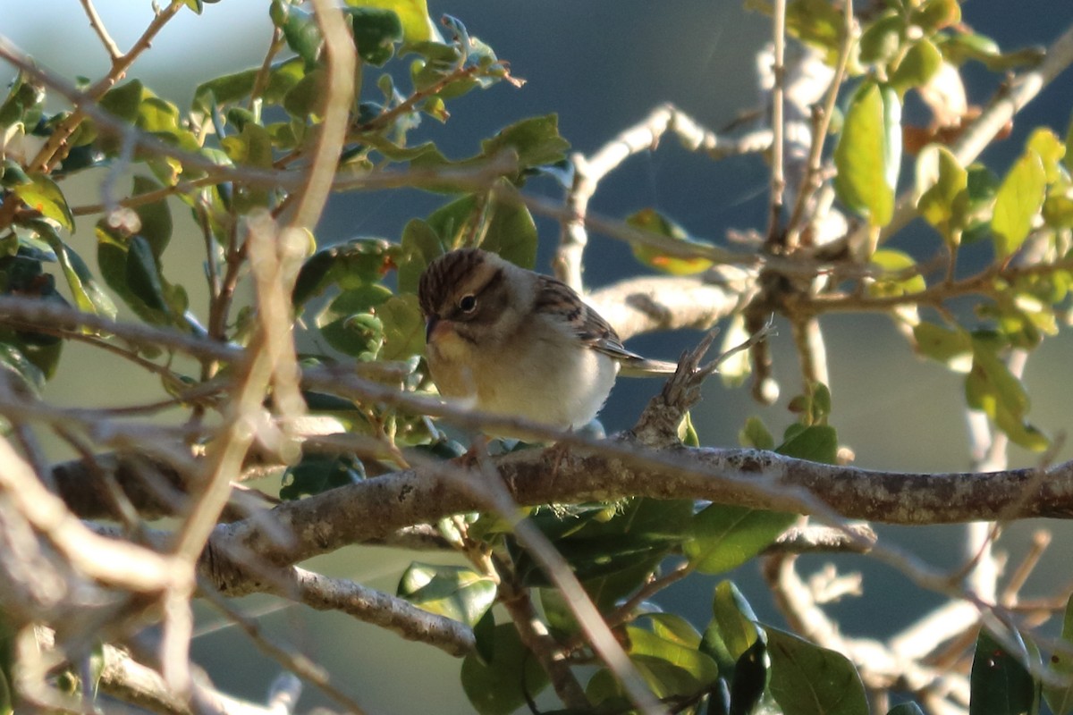 Chipping Sparrow - ML121305371