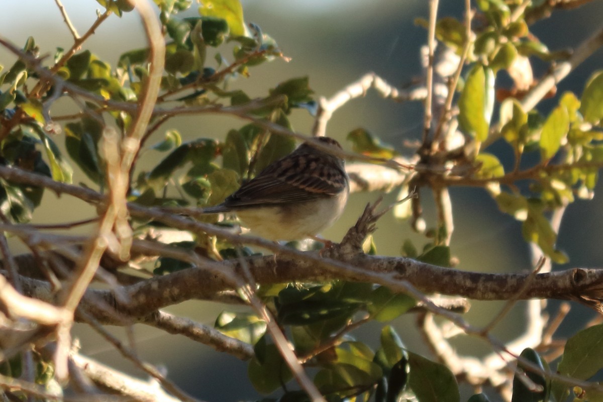 Chipping Sparrow - ML121309371
